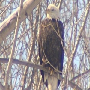 eagle10