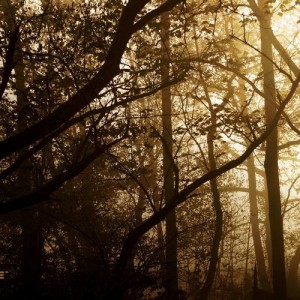 realtree_wallpaper