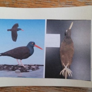 For bird thread