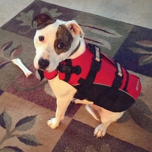 ezdog