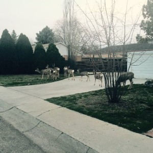 Flock of deer, just strolling through downtown boise