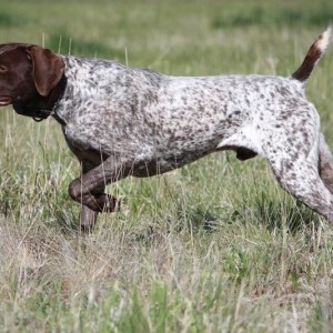 watching-german-shorthaired-pointer-dog-photo