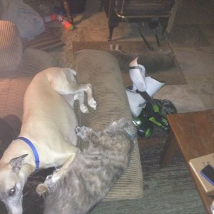 The tough life! Cat in front of the wood stove, Shadow and Vesper sharing t