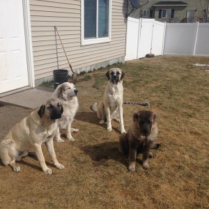 dogs
