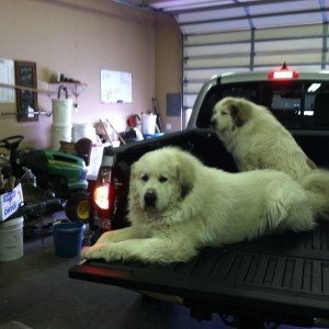Bigdog and Toyota