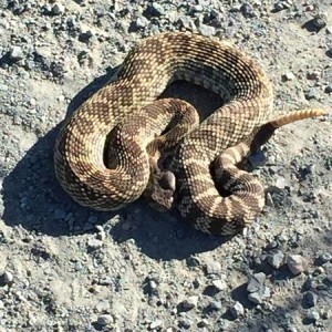 Rattle Snake