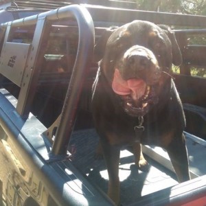 Going to vet :(