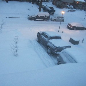 Taco in snow