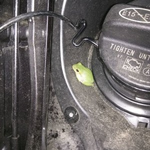 New pet or truck mascot???