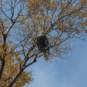overhead_visitor