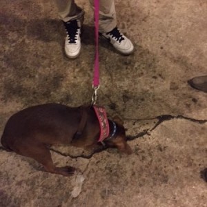 Doggie at the brewery yay!