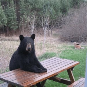 Bear-picnic-table1