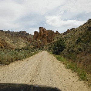 Taco Heading for Bighorn Sheep in the Road