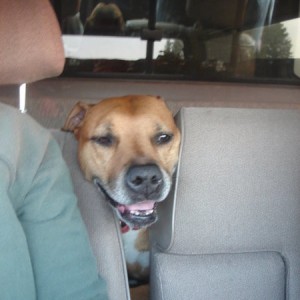 Dolly is sick of driving