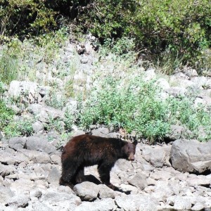 Hells Canyon Bear