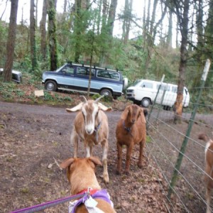 Dolly meets goats