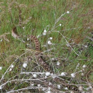 Columbia River Gopher Snake