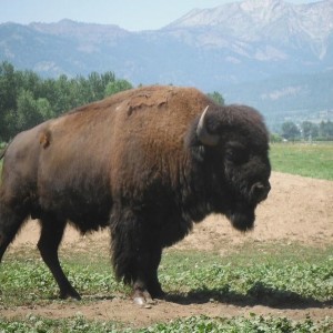 David Derr's Bull