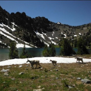 Elkhorn Summit Goats 2