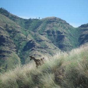 Imnaha River Mule Deer