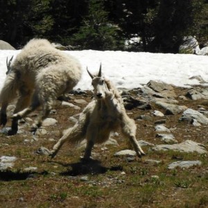 Elkhorn Summit Goats