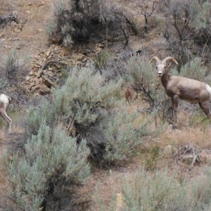 Leslie Gulch Bighorn Sheep