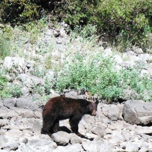 Snake River Juvenile Black Bear