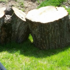 When I had my tree cut down. It was all supposed to be sizes I can manage. Maybe it was a compliment, but I still haven't been able to manage these. :