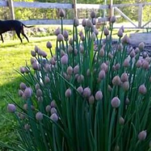 FB_IMG_1432315936458