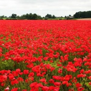Poppy_field