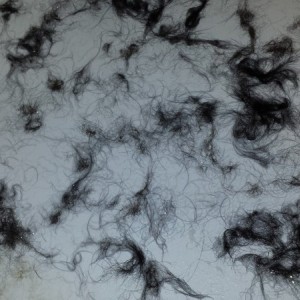 :eek:  the dog exploded