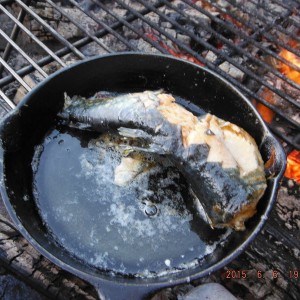 Brook Trout After