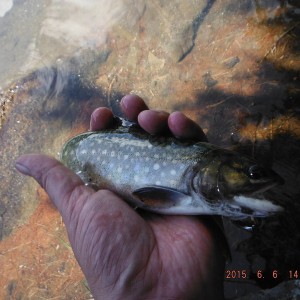 Brook Trout Before
