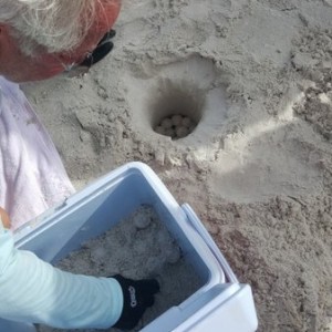 Loggerhead clutch....111 eggs...St.Pete beach..