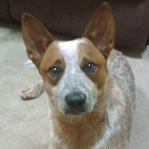 Rex1