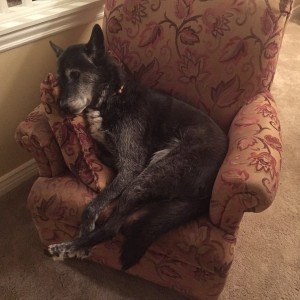 The dog is a people