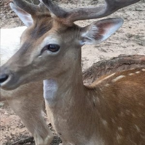 Deer