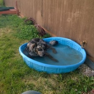 Came outside to find the pup chillin in the pool.