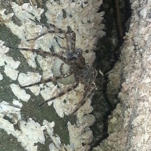 It's Big Mama.