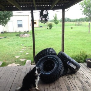 Bigger than my dog.