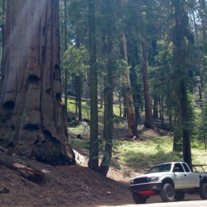 Sequoia Nat'l Park