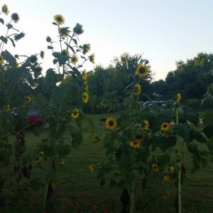 20150713_195802