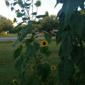 20150713_195822