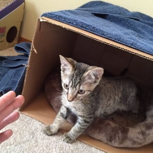 Misha