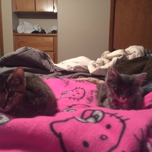 Hello_Kitties