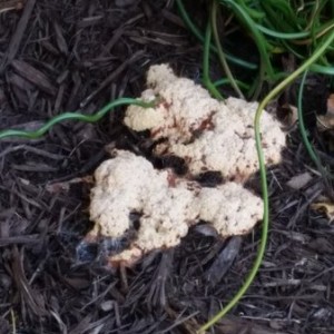 "Dog vomit" slime mold It's a legit thing. Never seen or heard of it in my life until last night. Saw this in my mulch.  Starts out yellow.  It was ye