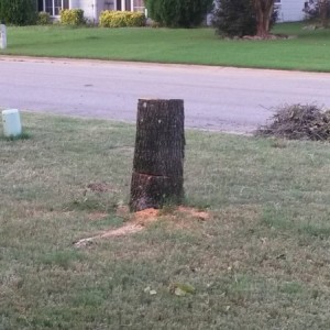 Busy day today. Took out about a 30 foot bradford pear tree by myself. Went good until the last couple of cuts. My harbor freight electric chain saw g