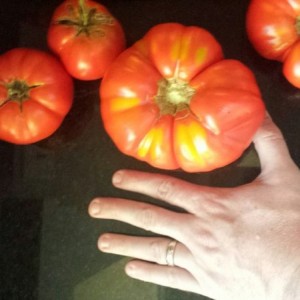 Huge 'mater