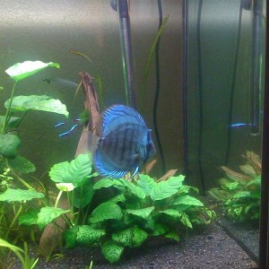 Tank2