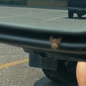 SPIDER!!! Gonna have to sell the Runner now....shame, was a nice rig.
